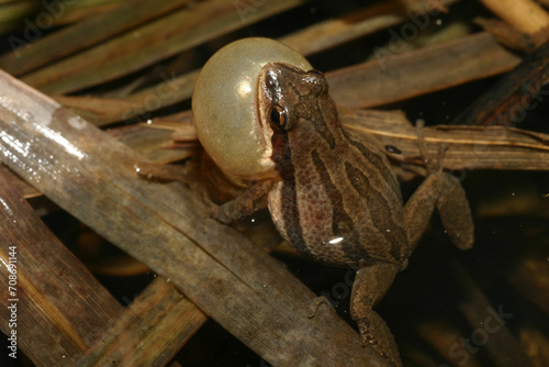 Canvas Print A male Western Chorus Frog (Pseudacris triseriata) makes a high pitched trilling noise to attract a female during the mating season