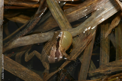 фотографія Western Chorus Frog (Pseudacris triseriata) singing for a mate with his vocal sac inflated