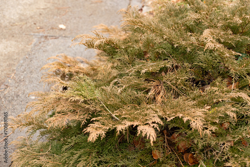 Siberian carpet cypress or Microbiota Decussata plant in Zurich in Switzerland photo