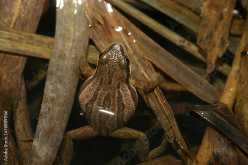 Western Chorus Frog (Pseudacris triseriata) sitting at night in a wetland. It's tan color and stripes help it to blend in with the dead, brown cattail fronds. 