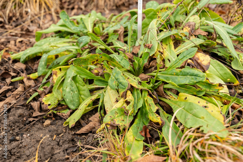 Cerinthe Minor plant in Zurich in Switzerland