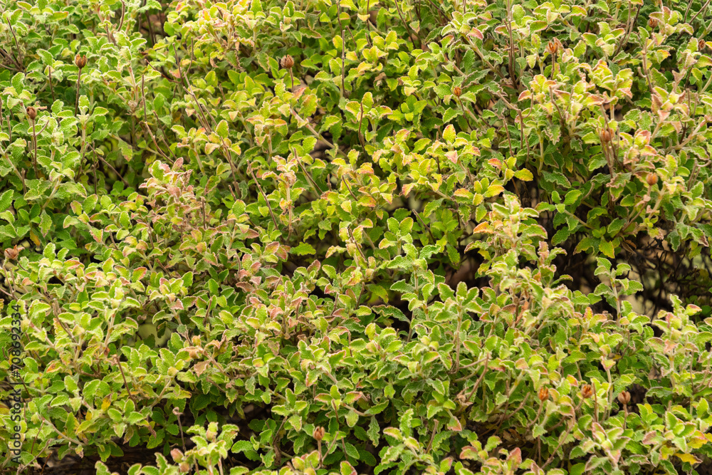 Hoary rock rose or Cistus Creticus plant in Zurich in Switzerland Hoary rock rose or Cistus Creticus plant in Zurich in Switzerland