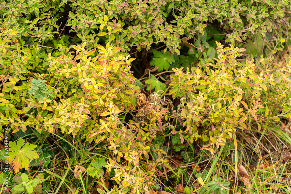 Hoary rock rose or Cistus Creticus plant in Zurich in Switzerland