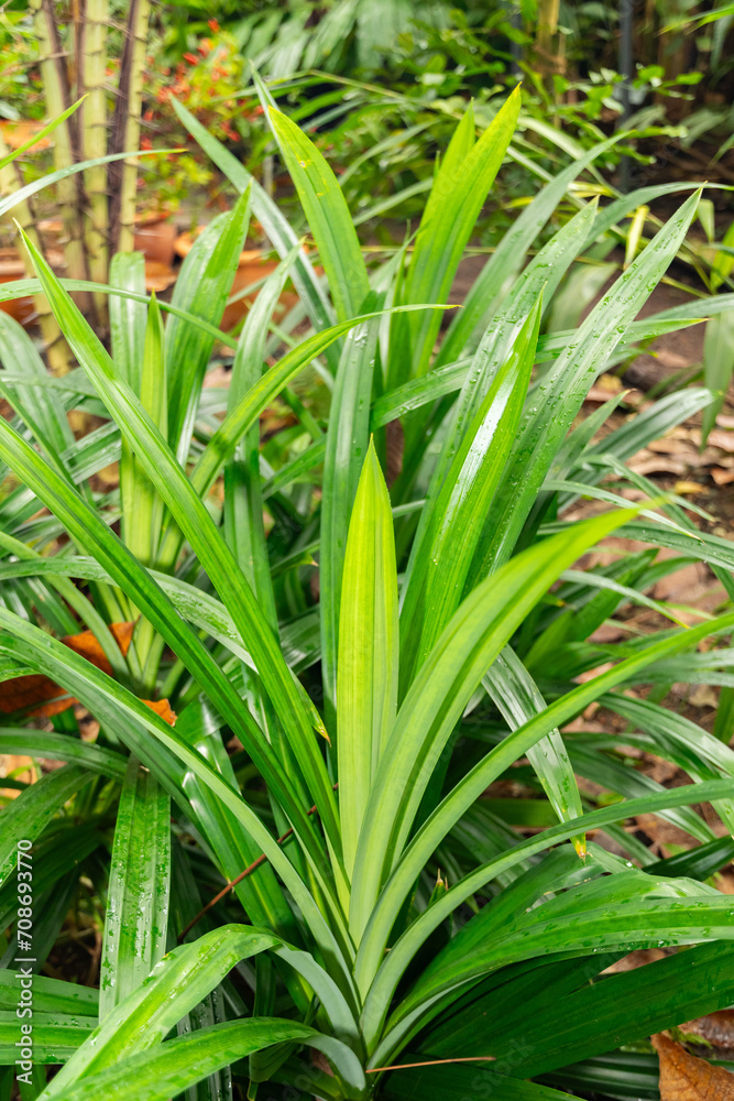 Pandanus Amaryllifolius plant in Zurich in Switzerland Pandanus Amaryllifolius plant in Zurich in Switzerland