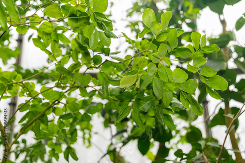 Rough bark lignum vitae or Guaiacum Officinale plant in Zurich in Switzerland photo