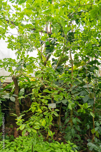 Rough bark lignum vitae or Guaiacum Officinale plant in Zurich in Switzerland