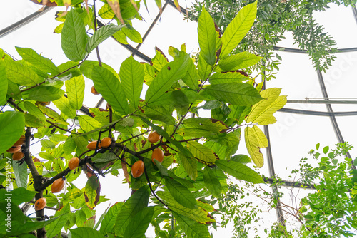 Cacao tree or Theobroma Cacao plant in Zurich in Switzerland