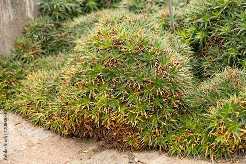 Deuterocohnia Lotteae plant in Zurich in Switzerland photo