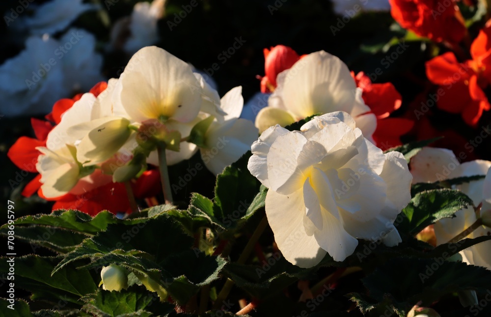 Obraz premium pretty colorful begonia flowers in the garden