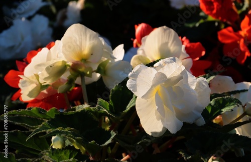 pretty colorful begonia flowers in the garden
