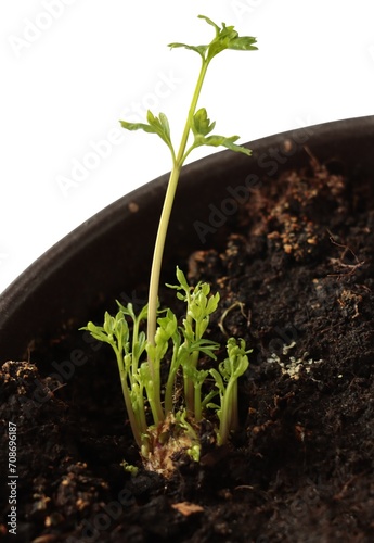 root of parsley vegeyable in poy with soil and green edible sprouts photo