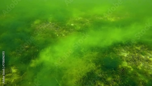 Sandy bottom covered with layer of Marine Mussels (Mytilaster lineatus) and with fluffy Green Algae (Cladophora sp.) Forward movement above seafloor, Slow motion photo