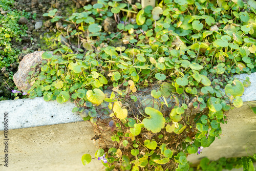 Cymbalaria Microcalyx plant in Saint Gallen in Switzerland photo