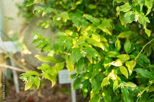 Sweet box or Sarcococca Confusa plant in Saint Gallen in Switzerland photo