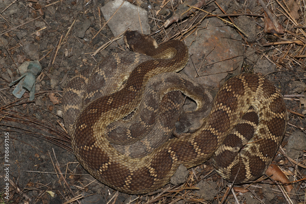 Two Northern Pacific Rattlesnakes (Crotalus oreganus) curled up together where they were found under a piece of corrugated metal. One has freshly shed its skin, while the other will likely shed soon. Two Northern Pacific Rattlesnakes (Crotalus oreganus) curled up together where they were found under a piece of corrugated metal. One has freshly shed its skin, while the other will likely shed soon.