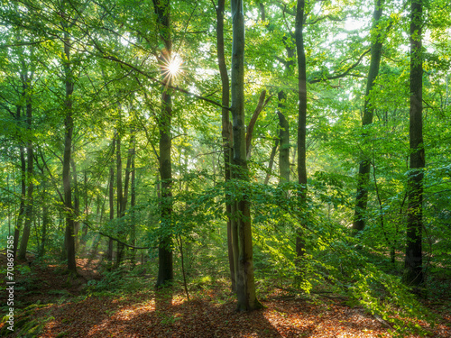 Natural Forest of Beech and Oak Trees, the sun is shining through green leaves