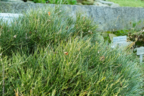 Blue broom or Erinacea Anthyllis plant in Saint Gallen in Switzerland photo