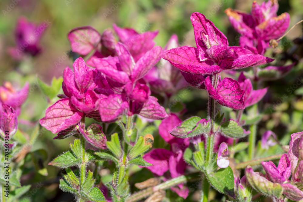 Beautiful sage Salvia viridis flowerin in garden, group of purple annual clary orval leaves on tall green stem in bloom Beautiful sage Salvia viridis flowerin in garden, group of purple annual clary orval leaves on tall green stem in bloom