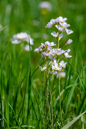 Cardamine pratensis cucko flower in bloom, group of petal flowering mayflowers on the meadow