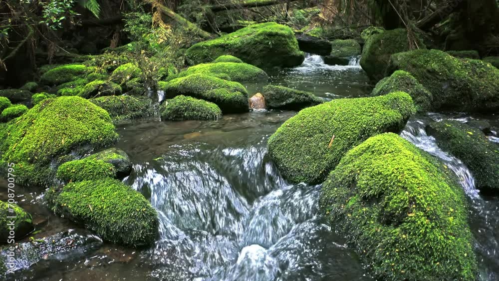 Creek flows in Tasmania forest. Green mossy rocks in river Creek flows in Tasmania forest. Green mossy rocks in river