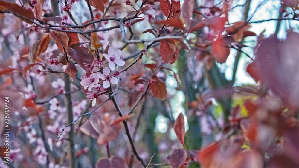Pink Flowers of Blooming Late Season Cherry Tree in Japanese Garden Pink Flowers of Blooming Late Season Cherry Tree in Japanese Garden