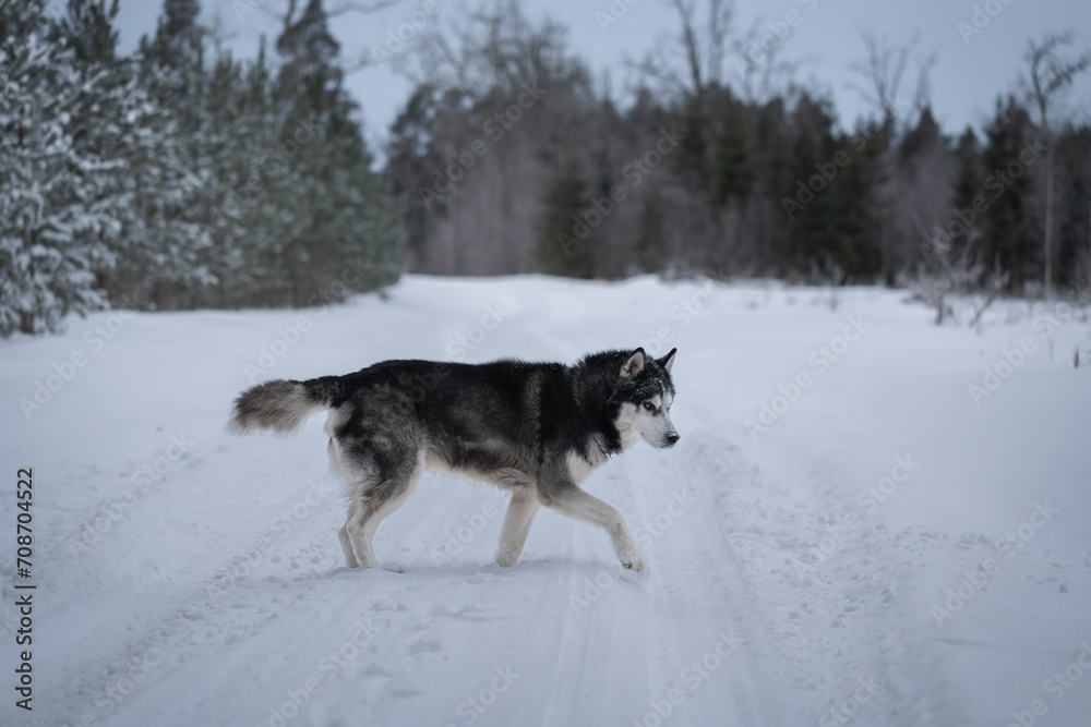 Husky dog ​​in the winter forest.