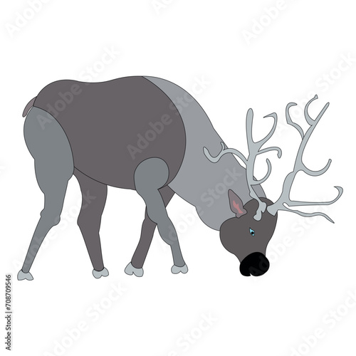 Beautiful deer, side view. The animal has horns, a head, a head, a torso, a tail, ears, a nose and eyes.