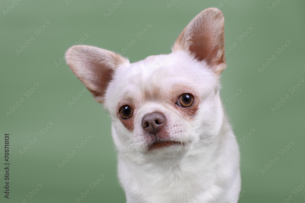 White Mexican Chihuahua dog Isolated on green background. Dog looks at the camera.