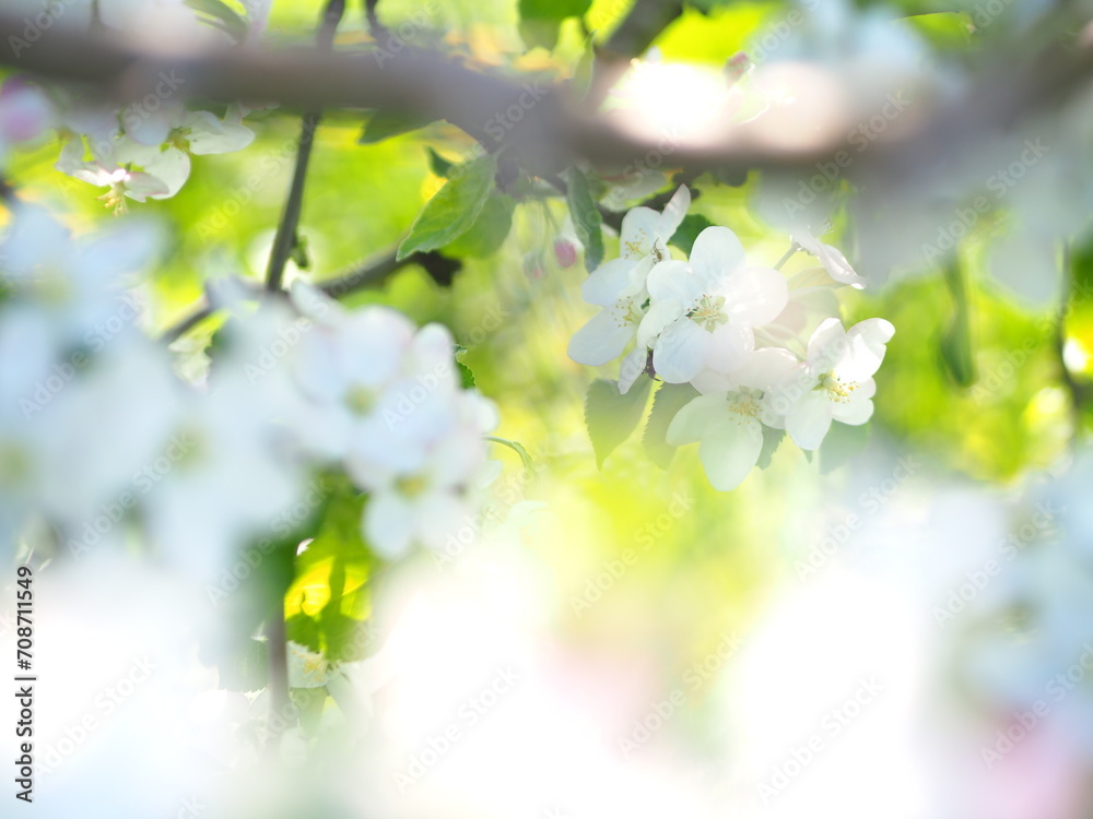 Obraz premium OLYMPUS DIGITAL CAMERA