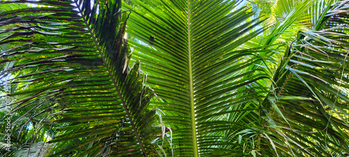 tropical palm trees on a sunny day on the beach on the coast of Brazil amid nature   