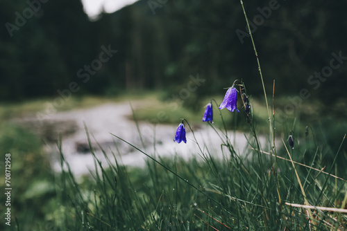 Bellflower in the forest