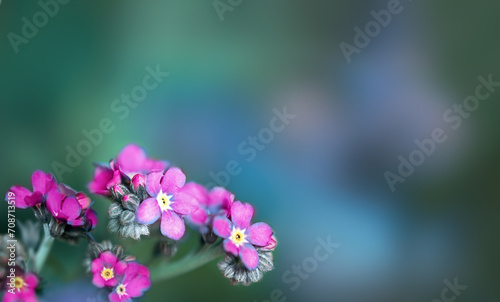 Small pink wild flowers. Photo with copyspace