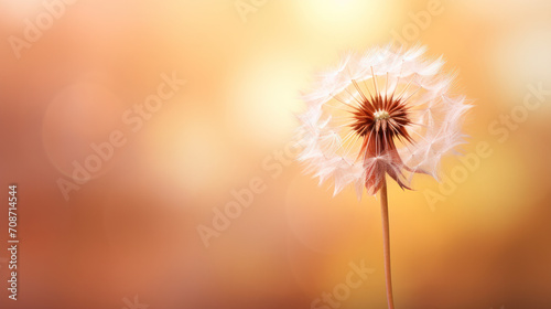 dandelion in the field with sunset