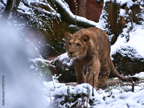 Löwe im Schnee im Zoo Hannover