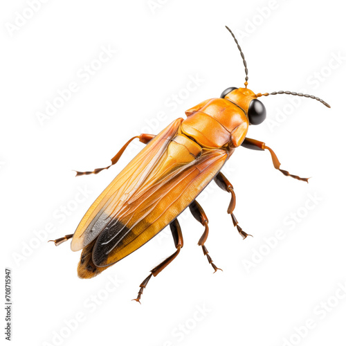 Close-up firefly isolated on transparent and white background. Generative ai © Dima