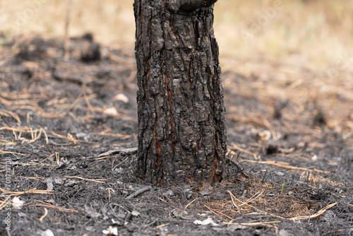 Forest after a fire, the remains of coniferous trees after a strong fire. Burnt pine trunk close-up. High quality photo