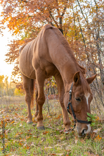 A brown horse with a long mane grazes in a pasture against the backdrop of an autumn landscape