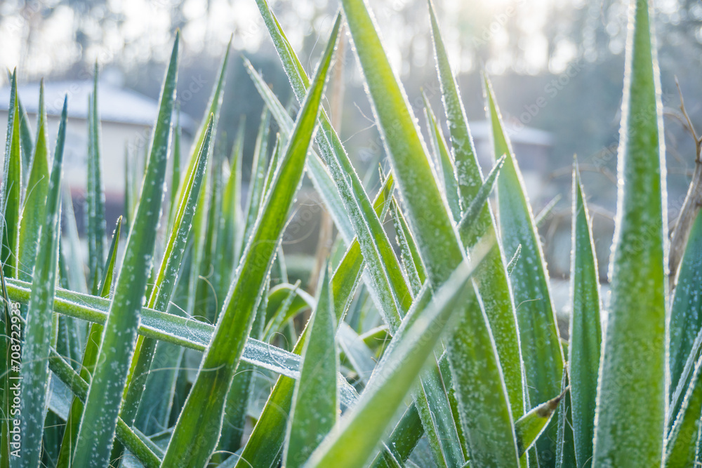 Obraz premium Stems of Agave tequilana covered with snow.Frost on the leaves of tropical plant