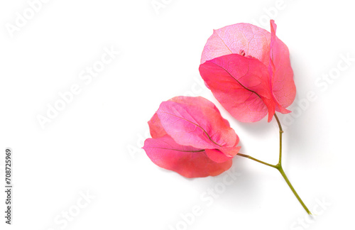 Bougainvillea pink flowers isolated on white background, border design. Beautiful nature spring backdrop with blooming fresh mediterranean Bougainvillea with copy space. Top view 