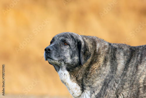 closeup of central asian shepherd photo