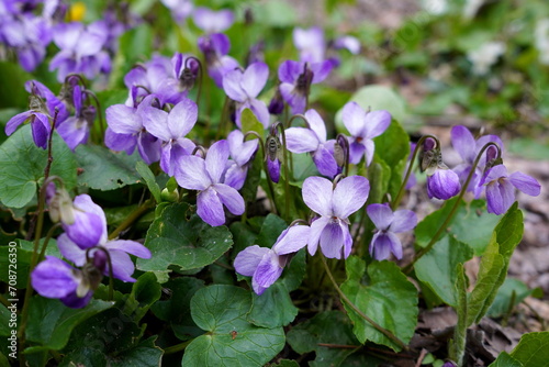 Viola odorata fresh purple flowers in spring