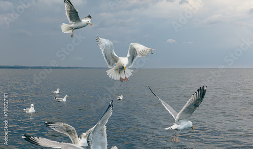 mouettes au plumage blanc et au bout des ailes noires en train de pêcher au dessus de l'eau