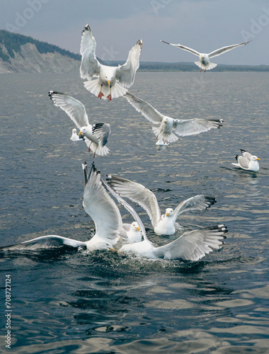 mouettes au plumage blanc et au bout des ailes noires en train de pêcher à la surface