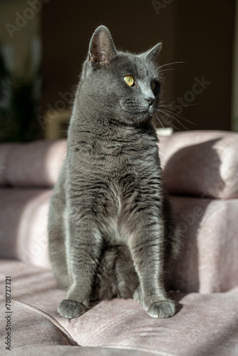 A charming picture of a British or Russian blue shorthair gray cat. The cat's yellow eyes create a striking contrast with its gray fur.