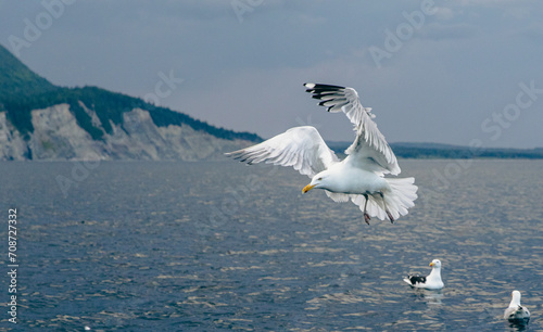 oiseau au plumage blanc et au bout des ailes noires en train de voler au dessus de l'eau en été