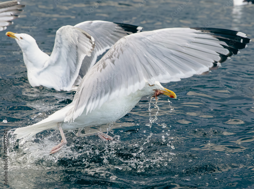 oiseau-marin-au-plumage-blanc-et-au-bout-des-ailes-noires-en-train-de