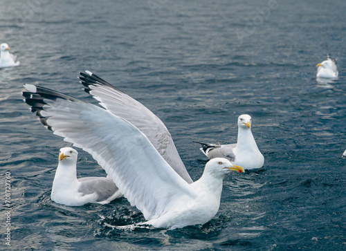 mouette sur l'eau avec les ailes déployé en train de prendre son envol avec d'autre mouettes qui nagent derrière photo