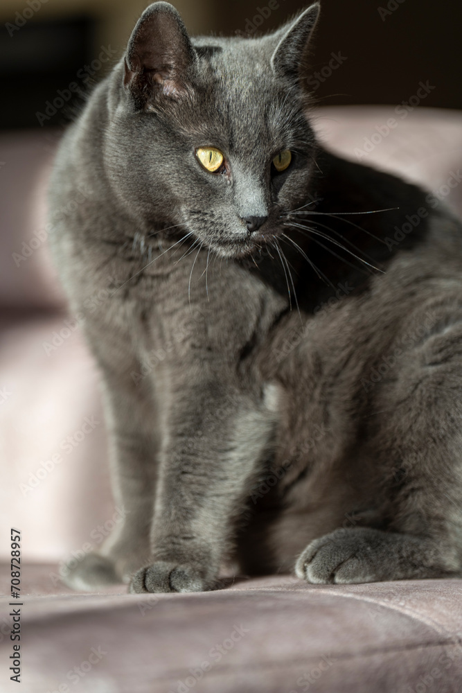 Obraz premium A charming picture of a British or Russian blue shorthair gray cat. The cat's yellow eyes create a striking contrast with its gray fur.