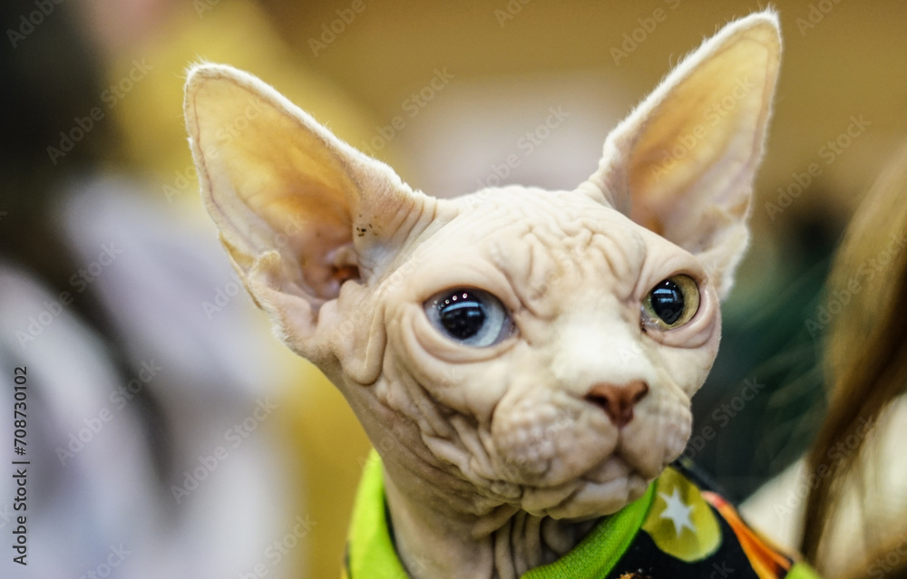 Young white sphynx cat. 