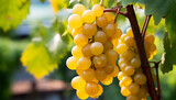 Ripe grape bunches in vineyard, nature vibrant autumn harvest generated by AI